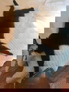 DJ (The Cat)