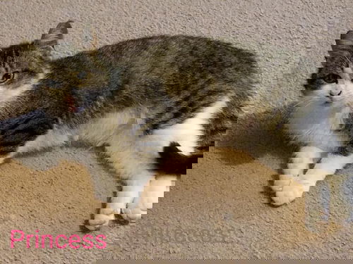 Princess the Kitty (Help! I need a foster home!)