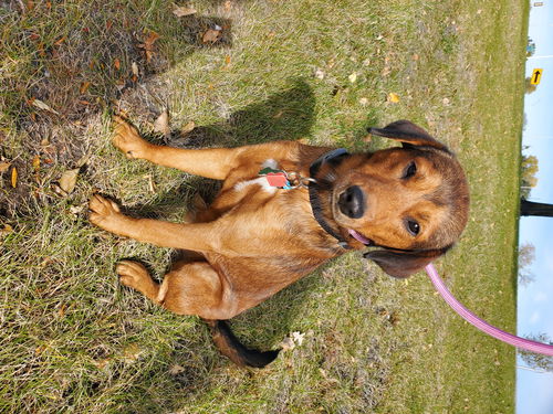 Alfred *Great Family Dog, loves other dogs!*