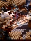 Princess- the Rat-JRT-Chi