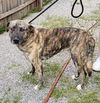 Sasha **Foster home needed**