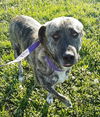 Sasha **Foster home needed**