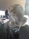 Sasha **Foster home needed**