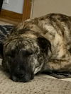 Sasha **Foster home needed**