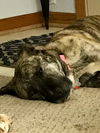 Sasha **Foster home needed**