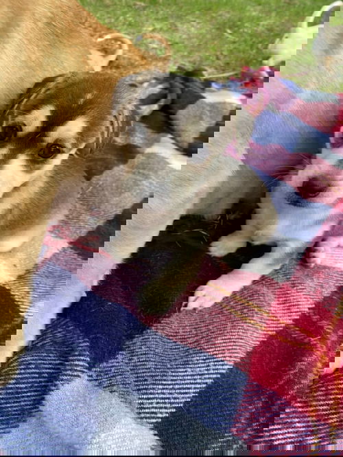 Beefstick