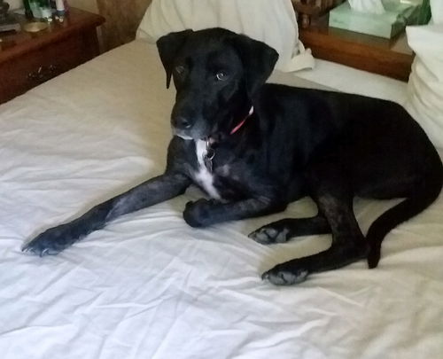 Gracie