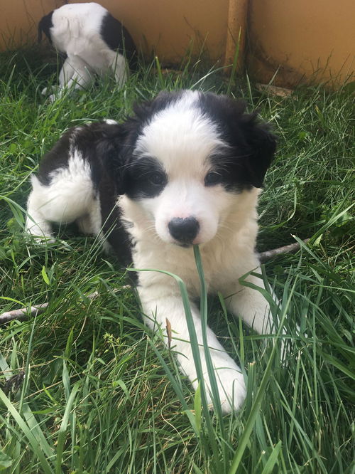 Maggie Mae- Border Collie