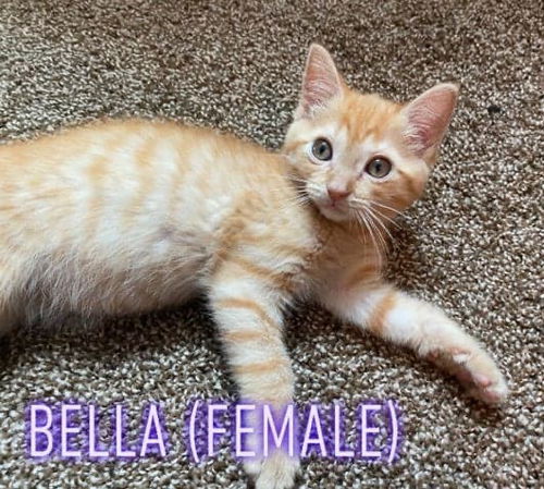 Bella