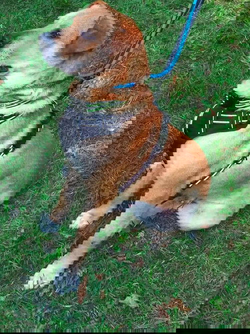 Gus