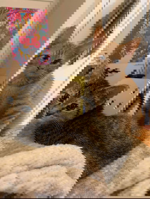 Darwin