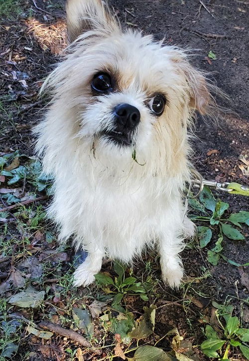 Pixie