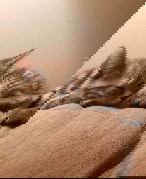 Callie