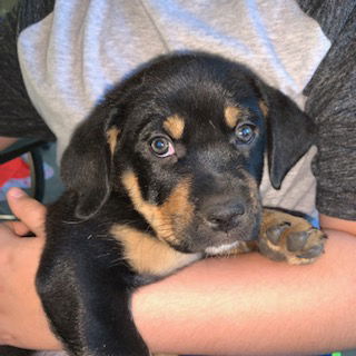 Priscilla's Puppies