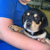Priscilla's Puppies