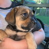 Priscilla's Puppies