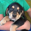 Priscilla's Puppies
