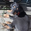 Priscilla's Puppies