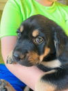 Priscilla's Puppies
