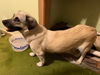 Priscilla's Puppies