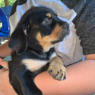 Gus the Puppy
