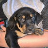 Gus the Puppy