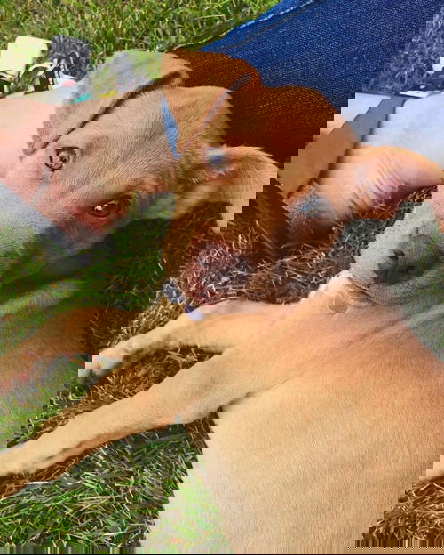 Barley