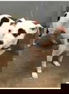 Perdita