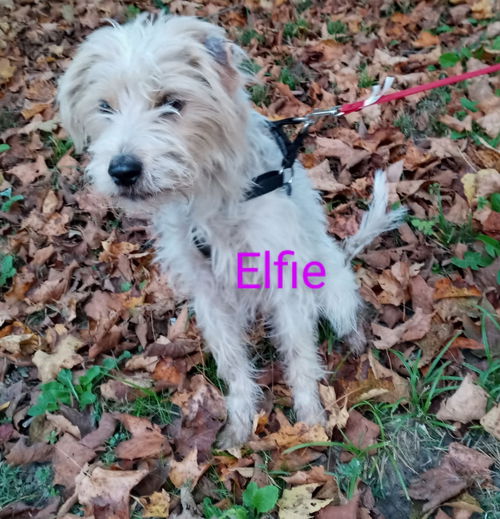 Elfie