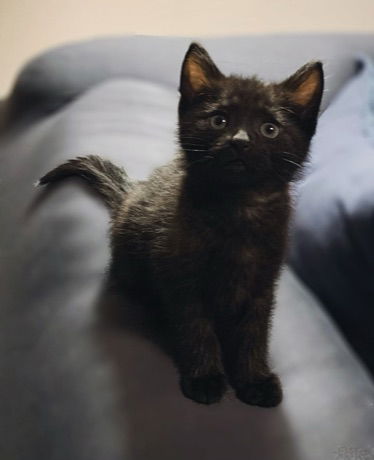 Remi
