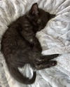 Remi