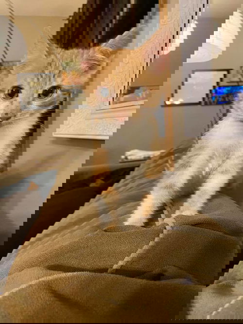 Zoom