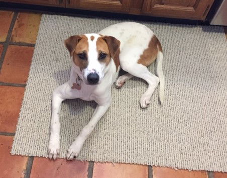 Reggie (formerly Scraps)