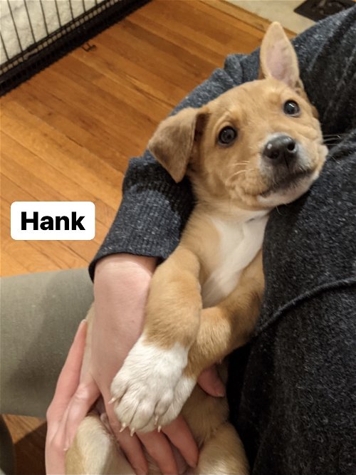 Hank *Sadie's Pup*