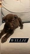 Willie *Sadie's Pup*