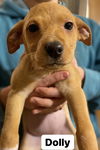 Dolly *Sadie's Pup*