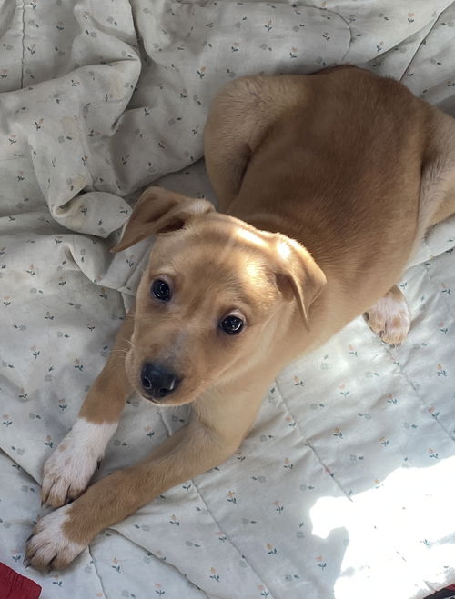 Dolly *Sadie's Pup*