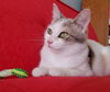 Greta