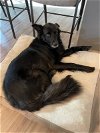 Bear *Help! I need a foster home!*