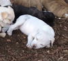 Pinky (Linda Puppy)