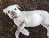 Pinky (Linda Puppy)