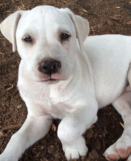 Pinky (Linda Puppy)