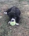 Dunker (Linda Puppy)