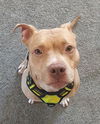 Tinkerbelle