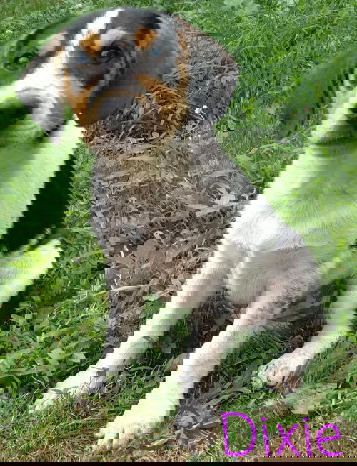 Dixie
