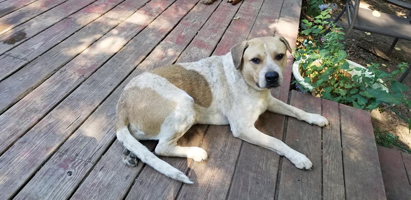 adoptable Dog in Minneapolis, MN named Rambler