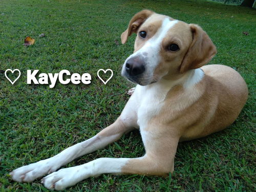 KayCee