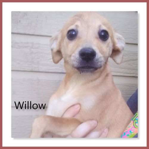 Willow