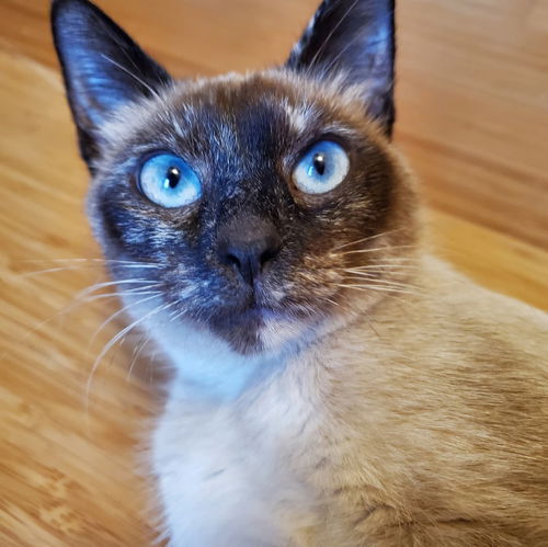 Jolie