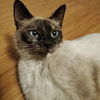 Jolie
